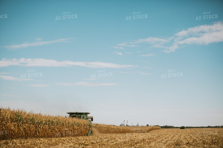 Corn Harvest 6556