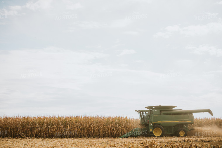 Corn Harvest 6560