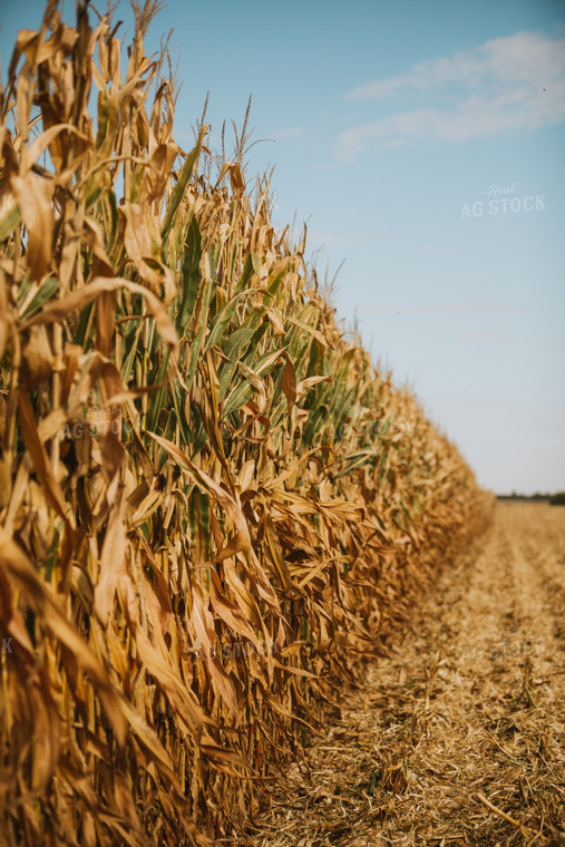 Corn Harvest 6562