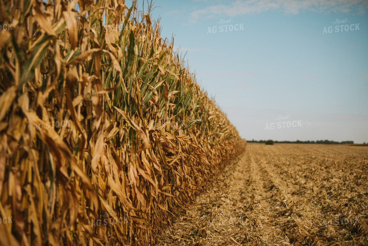 Corn Harvest 6563