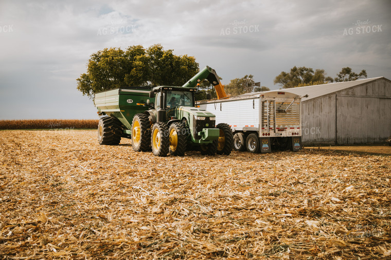 Corn Harvest 6573