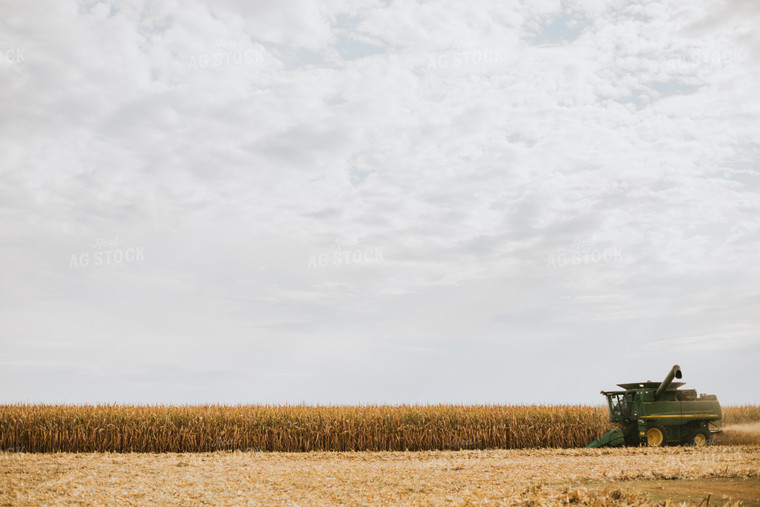 Corn Harvest 6590