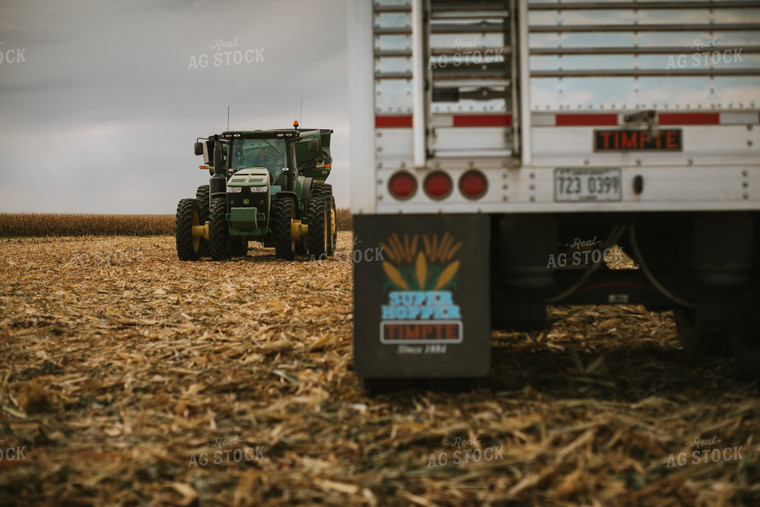 Corn Harvest 6593