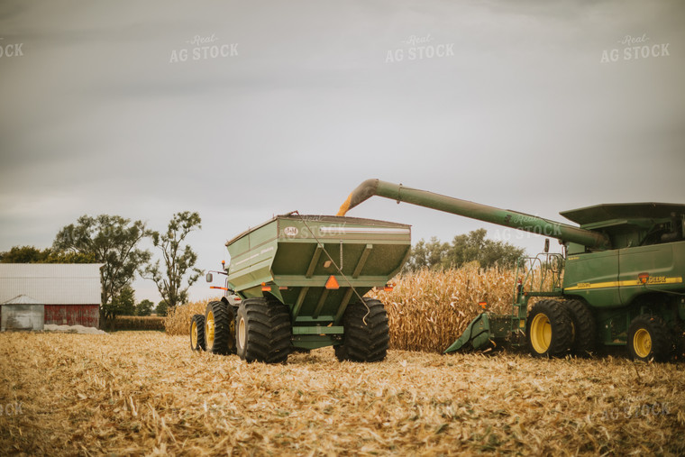 Corn Harvest 6611