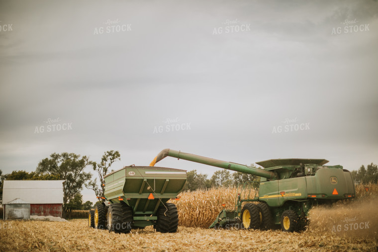 Corn Harvest 6612