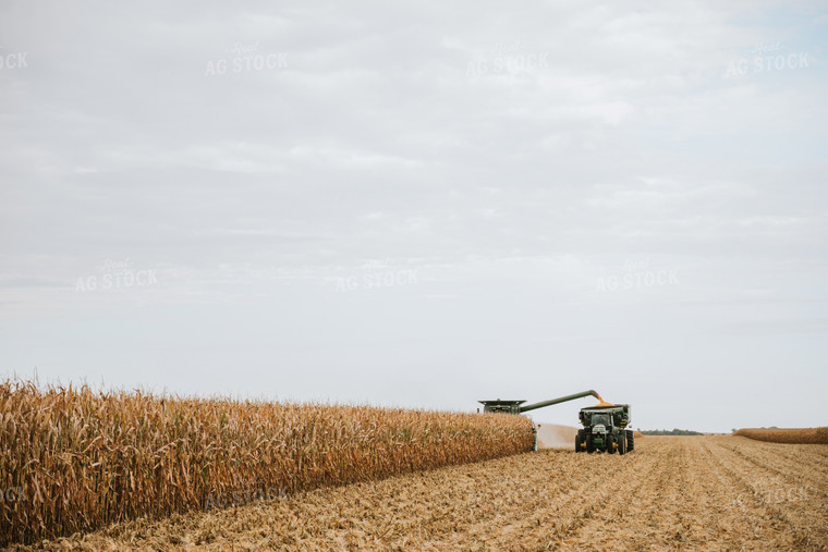 Corn Harvest 6634