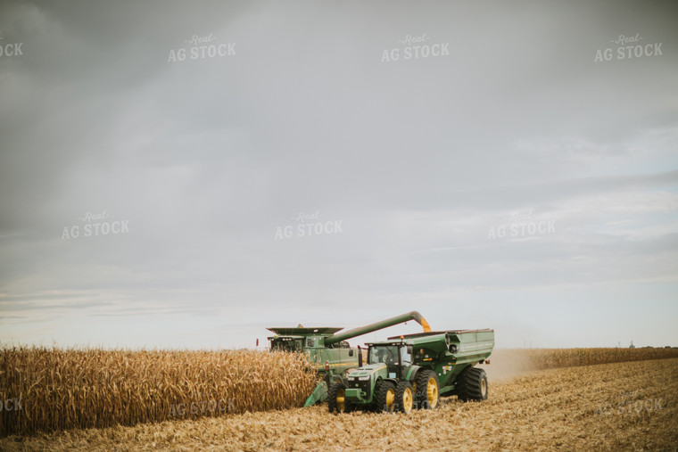 Corn Harvest 6648