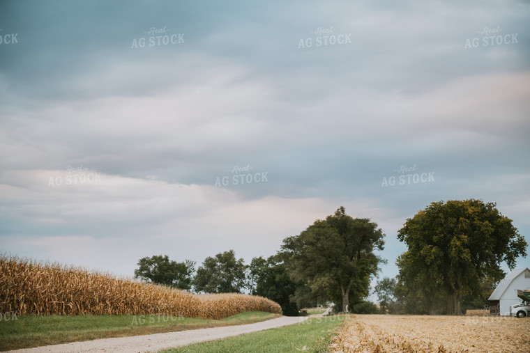 Rural Harvest Landscape 6691