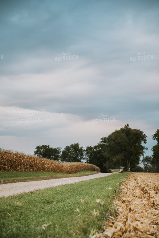 Rural Harvest Landscape 6692