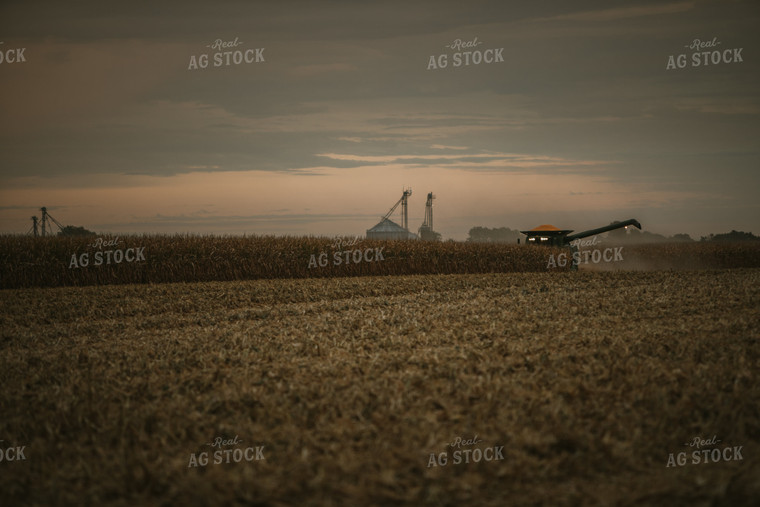 Corn Harvest 6695