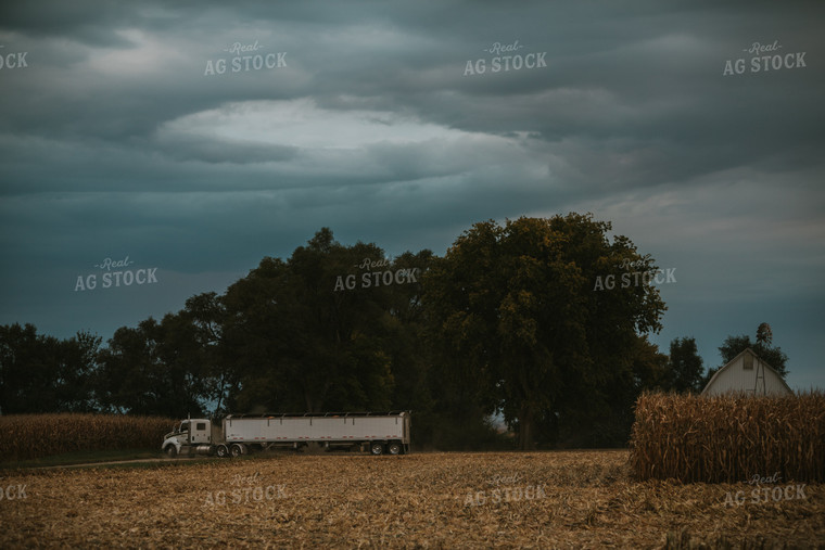 Corn Harvest 6698