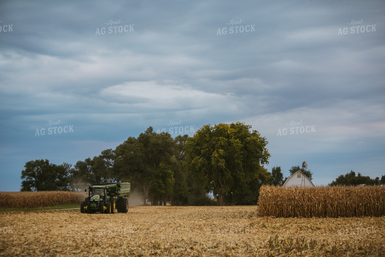 Corn Harvest 6699