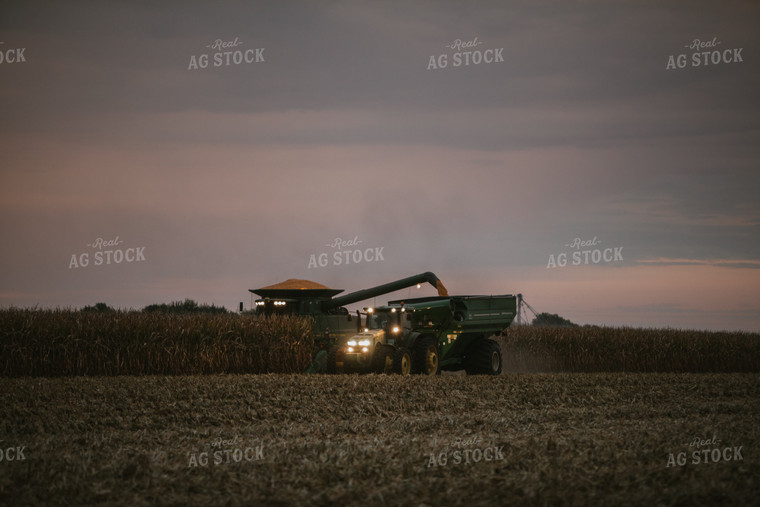 Corn Harvest 6703