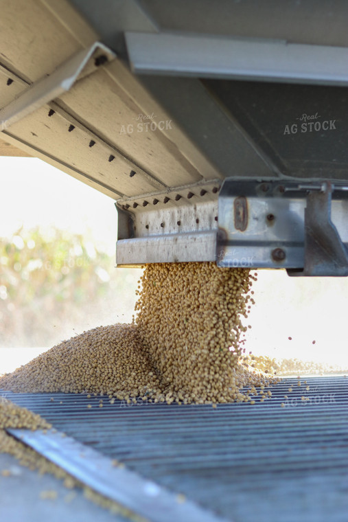 Soybeans Coming Out of Hopper 109027