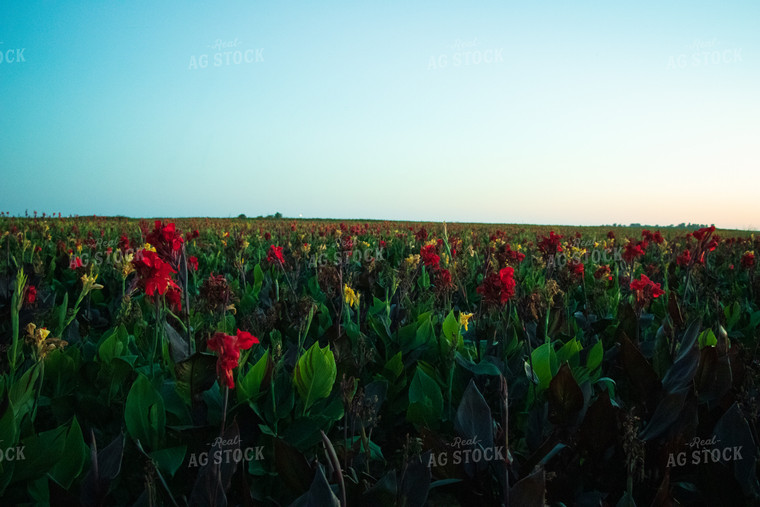 Canna Field 60062