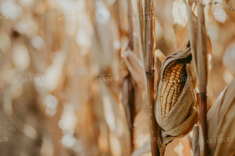 Dried Corn Plant 111015
