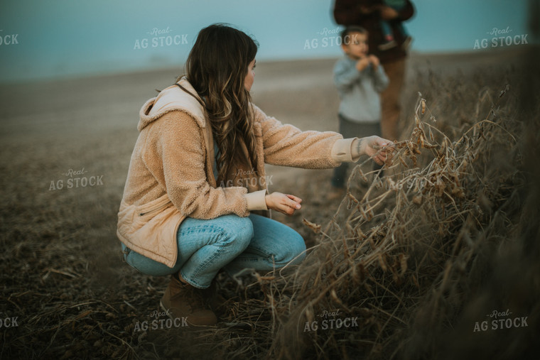 Farmer Touching Dried Soybeans 6776