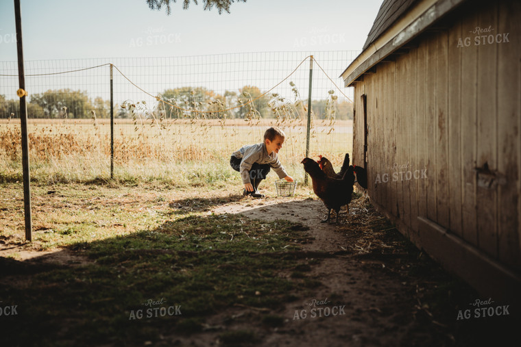 Farm Kid Collecting Eggs 6801