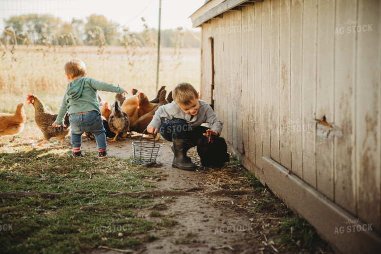 Farm Kid Collecting Eggs 6803