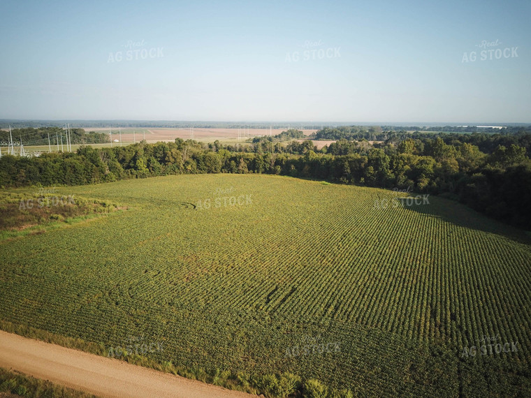 Aerial View of Farmland 79152