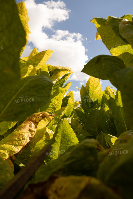 Field of Tobacco 52543