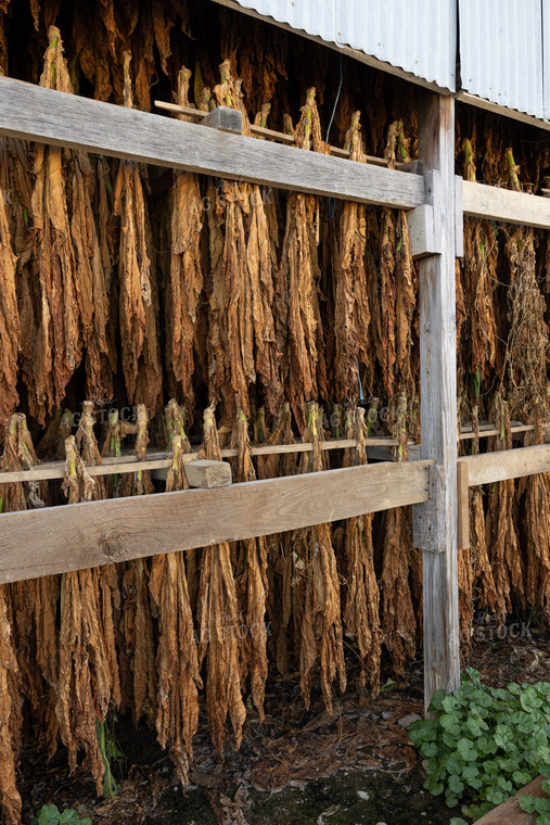 Curing Tobacco 52557
