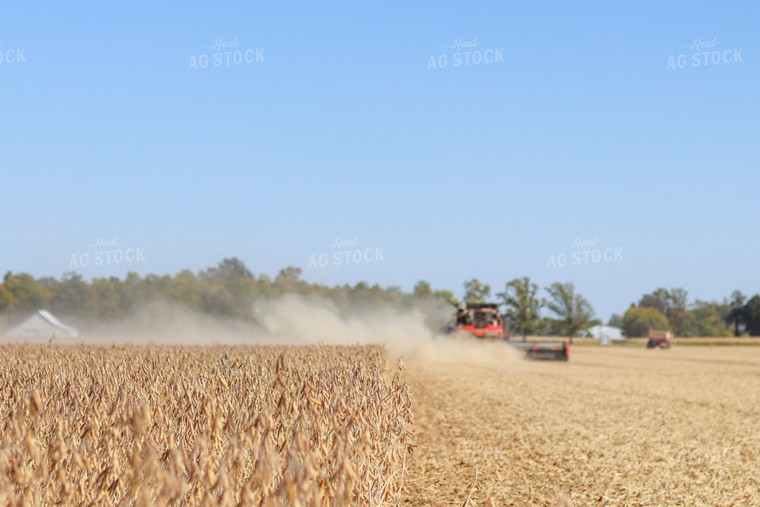 Soybean Harvest 109037