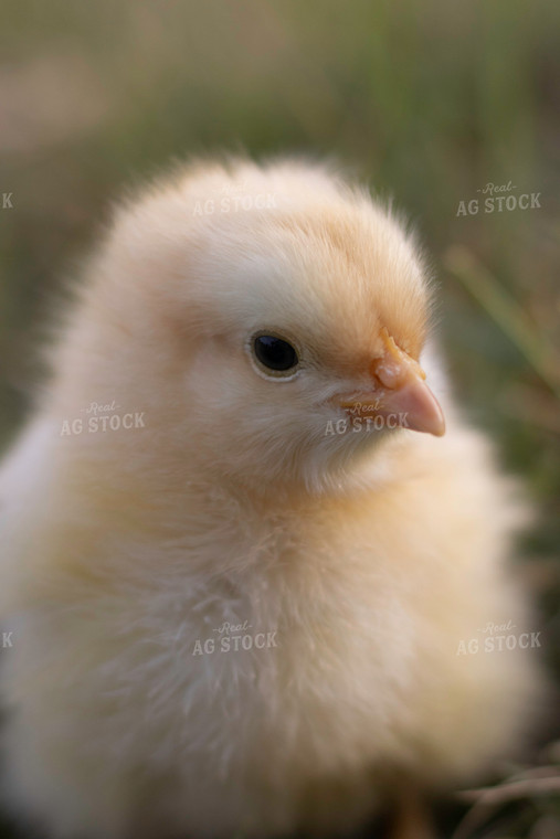 Chick in Farmyard 108035