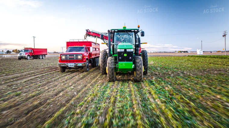 Sugar Beet Harvest 56554