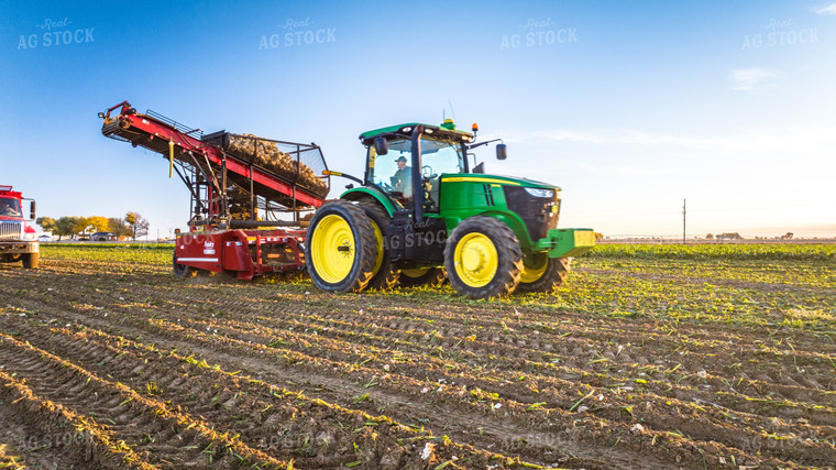 Sugar Beet Harvest 56558