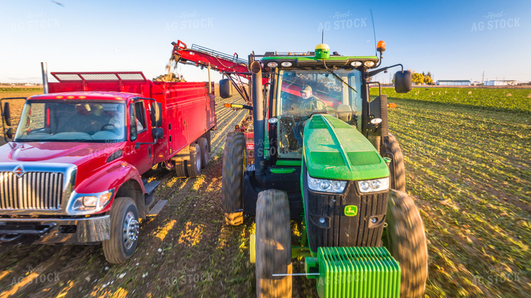 Sugar Beet Harvest 56561