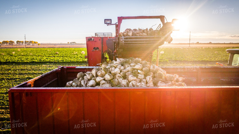 Sugar Beet Harvest 56566