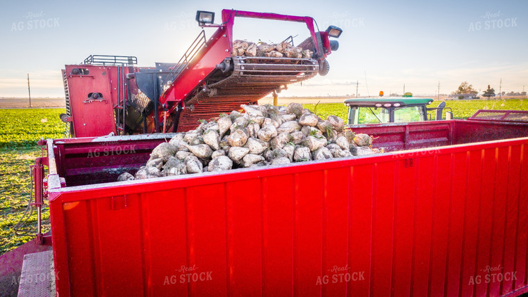 Sugar Beet Harvest 56567