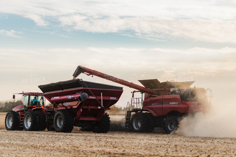 Soybean Harvest 115014