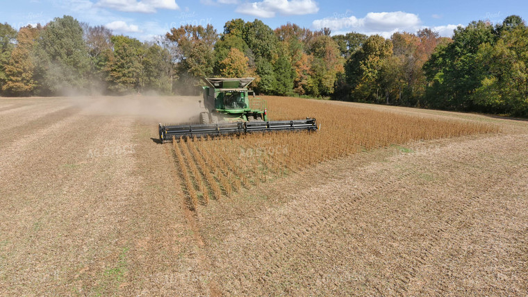 Soybean Harvest 79162
