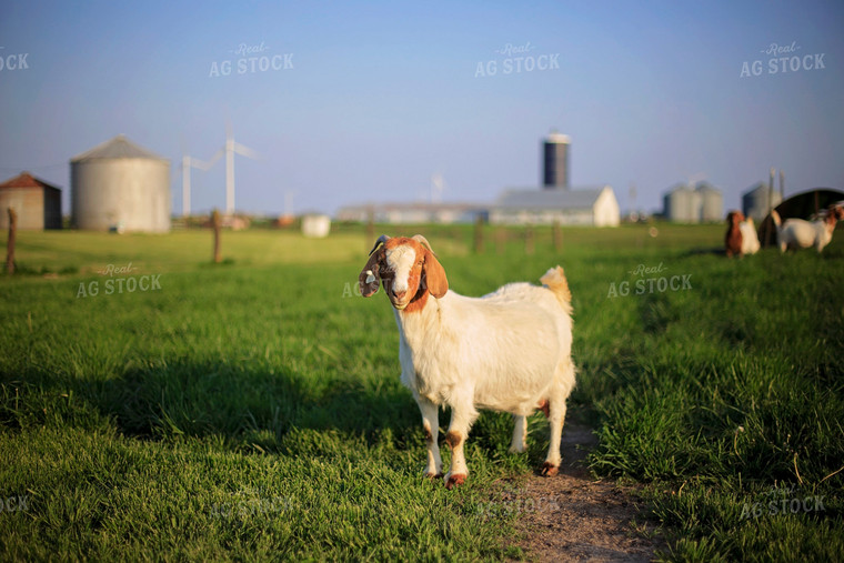 Goats in Farmyard 93130