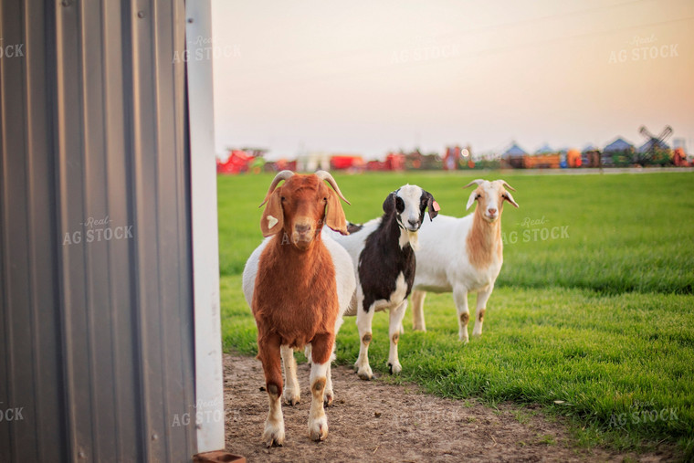 Goats in Farmyard 93145