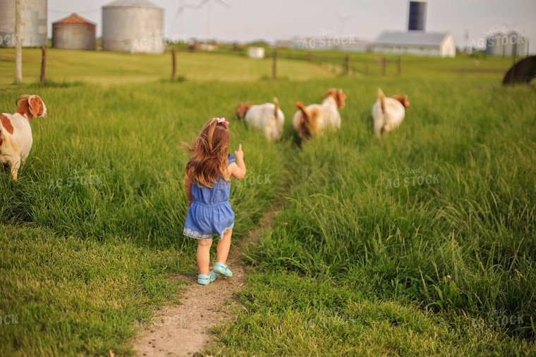 Farm Kid Walking With Goats 93150