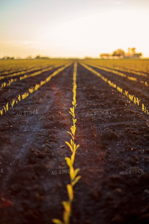 Rows of Spring Corn 93151