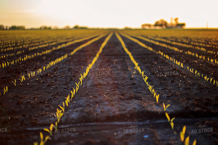 Rows of Spring Corn 93153