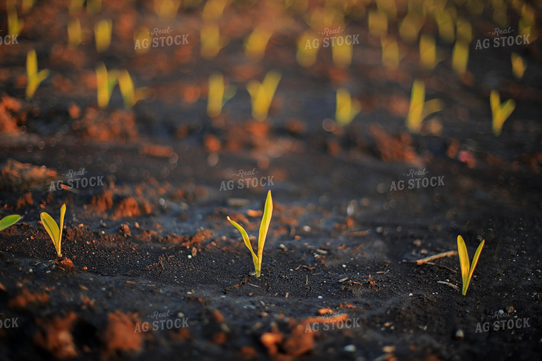Rows of Spring Corn 93154