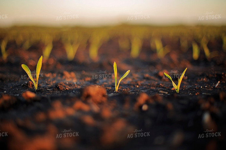 Spring Corn 93155