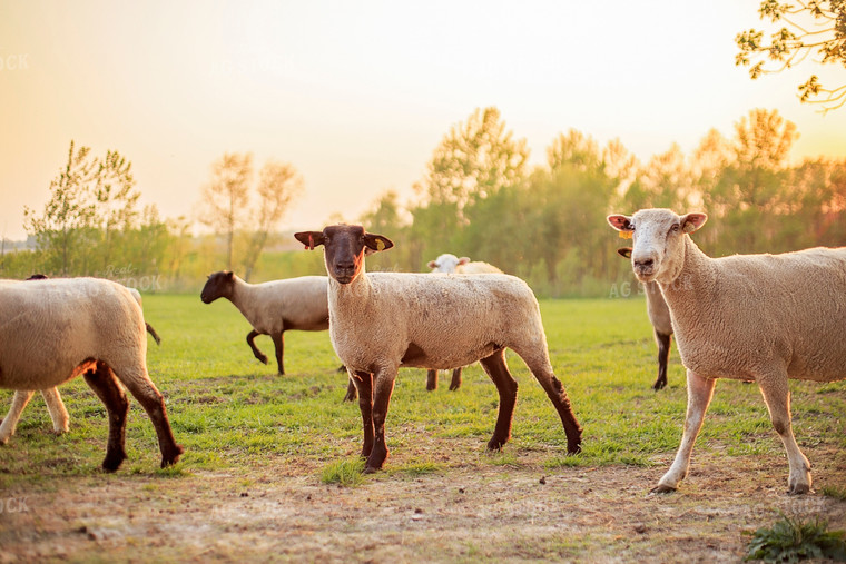 Sheep in Pasture 93162