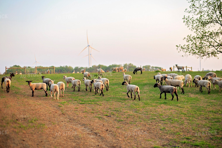 Sheep in Pasture 93165