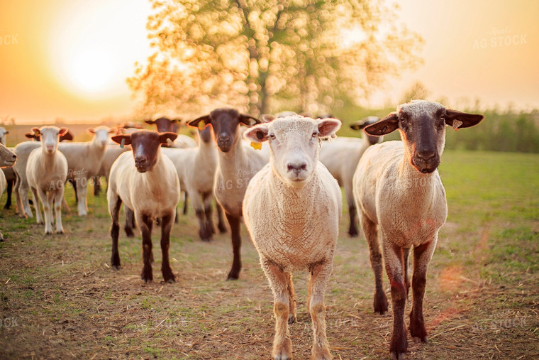 Sheep in Pasture 93168