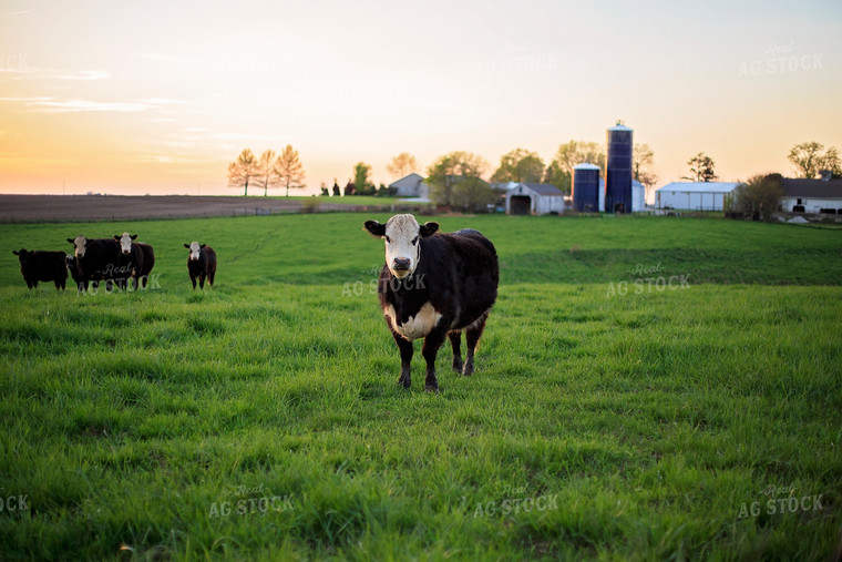 Black Baldy Cattle in Pasture 93187