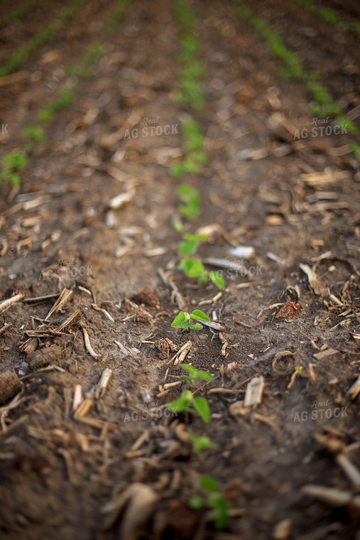 Spring Soybeans 93193