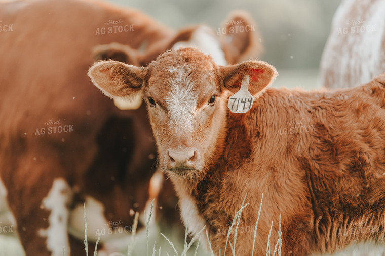 Calf in Pasture 113002