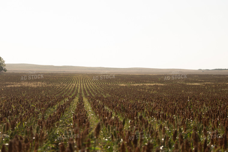 Field of Sorghum 113009