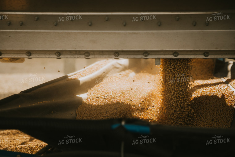 Unloading Soybeans 6854